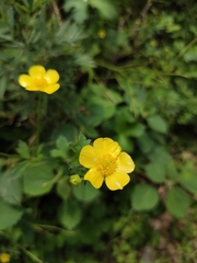 Ranunculus japonicus