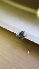 Phidippus borealis