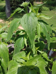 Magnoliopsida