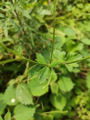 Ranunculus japonicus