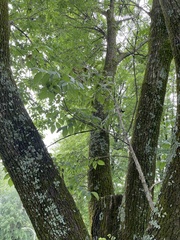 Fraxinus americana