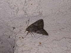 Catocala verrilliana