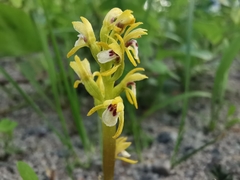 Corallorhiza trifida