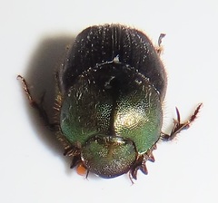 Proagoderus dives