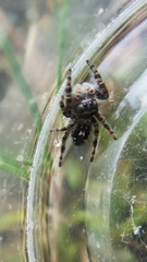 Phidippus borealis