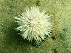 Veretillidae