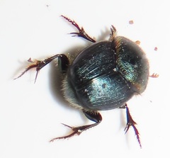 Proagoderus dives
