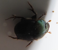 Proagoderus dives