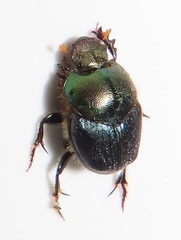 Proagoderus dives