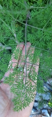 Apiales