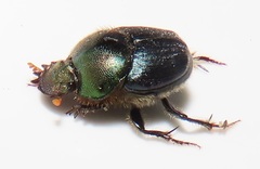 Proagoderus dives