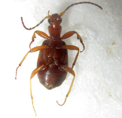 Brachinus leprieuri