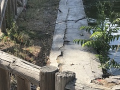 Passer domesticus