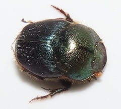 Proagoderus dives