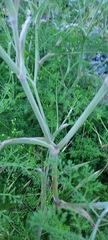 Apiales