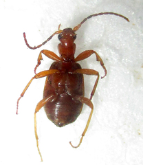 Brachinus leprieuri