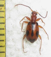 Brachinus leprieuri