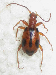 Brachinus leprieuri