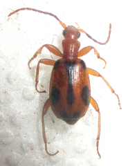 Brachinus leprieuri
