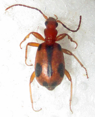 Brachinus leprieuri