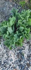 Crambe maritima