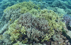 Acropora hemprichii