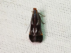 Dichomeris ochripalpella