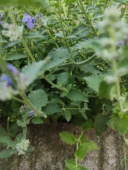 Nepeta × faassenii