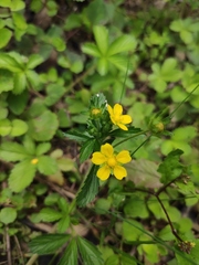 Potentilla kleiniana