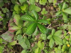 Potentilla kleiniana
