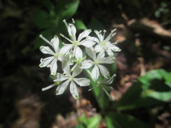 Clintonia umbellulata