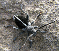 Dorcadion dimidiatum
