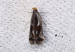 Dichomeris ochripalpella