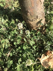 Trifolium repens