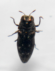 Taphrocerus