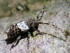 Pogonocherus hispidulus