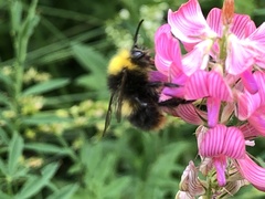 Bombus pratorum