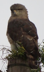 Circaetus fasciolatus