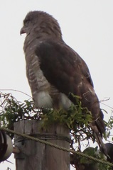 Circaetus fasciolatus