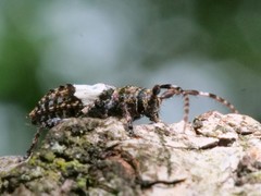 Pogonocherus hispidulus