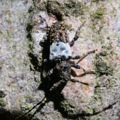Pogonocherus hispidulus