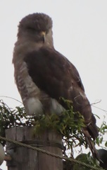 Circaetus fasciolatus