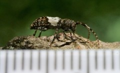Pogonocherus hispidulus