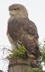 Circaetus fasciolatus