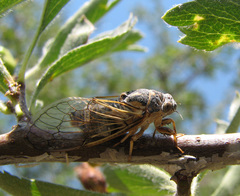 Cicadatra platyptera