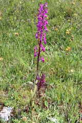Orchis mascula laxifloriformis