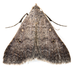 Bleptina flaviguttalis