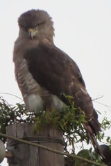Circaetus fasciolatus