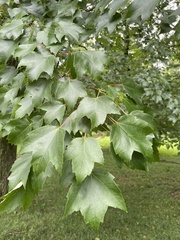 Acer rubrum
