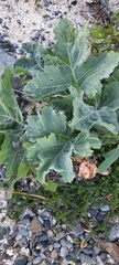 Crambe maritima
